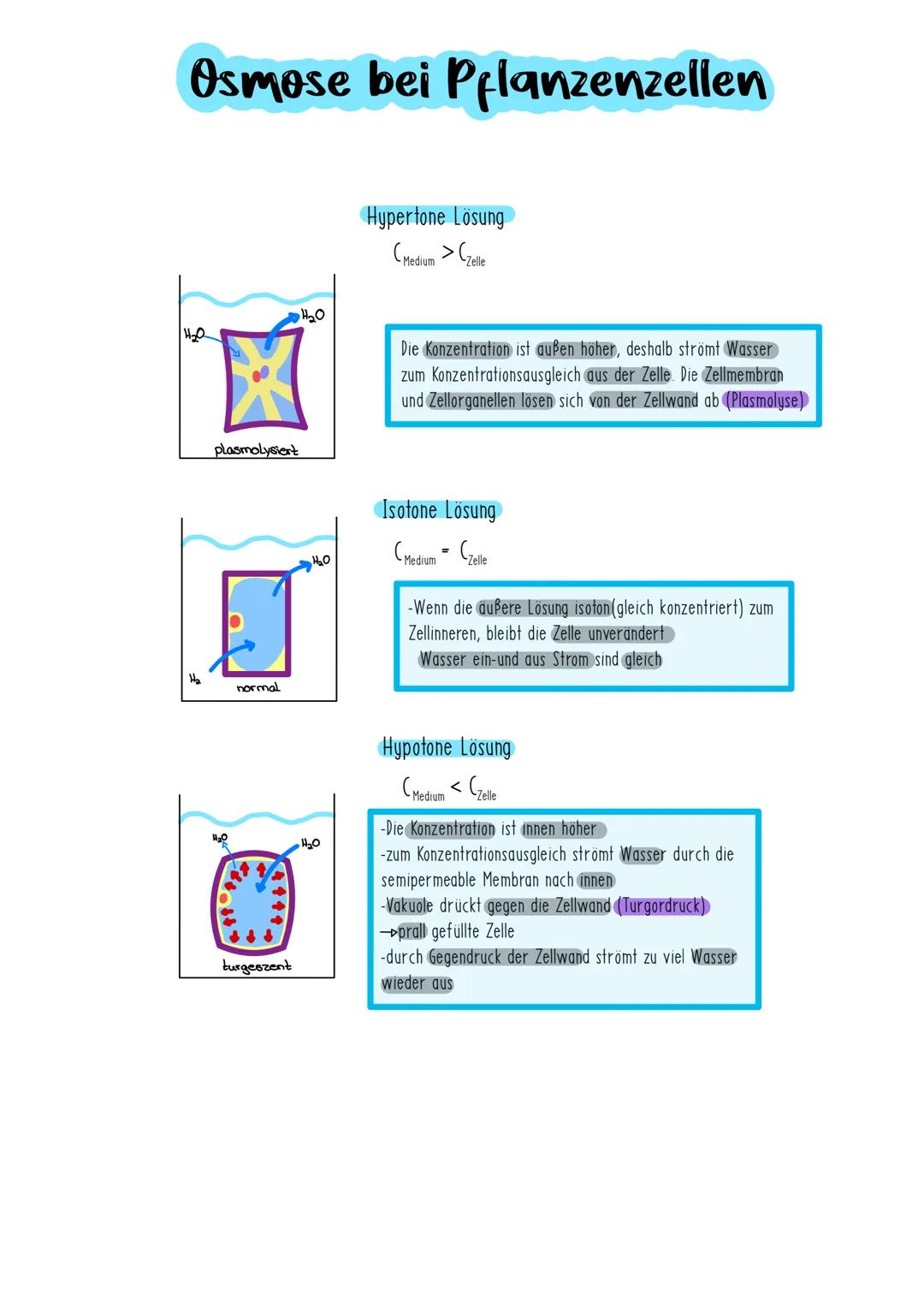 # Diffusion

Gleichmäßige Verteilung der Teilchen in dem zur Verfügung stehenden Raum
Ursache Brownsche Molekularbewegung (passiv)

-Durch B