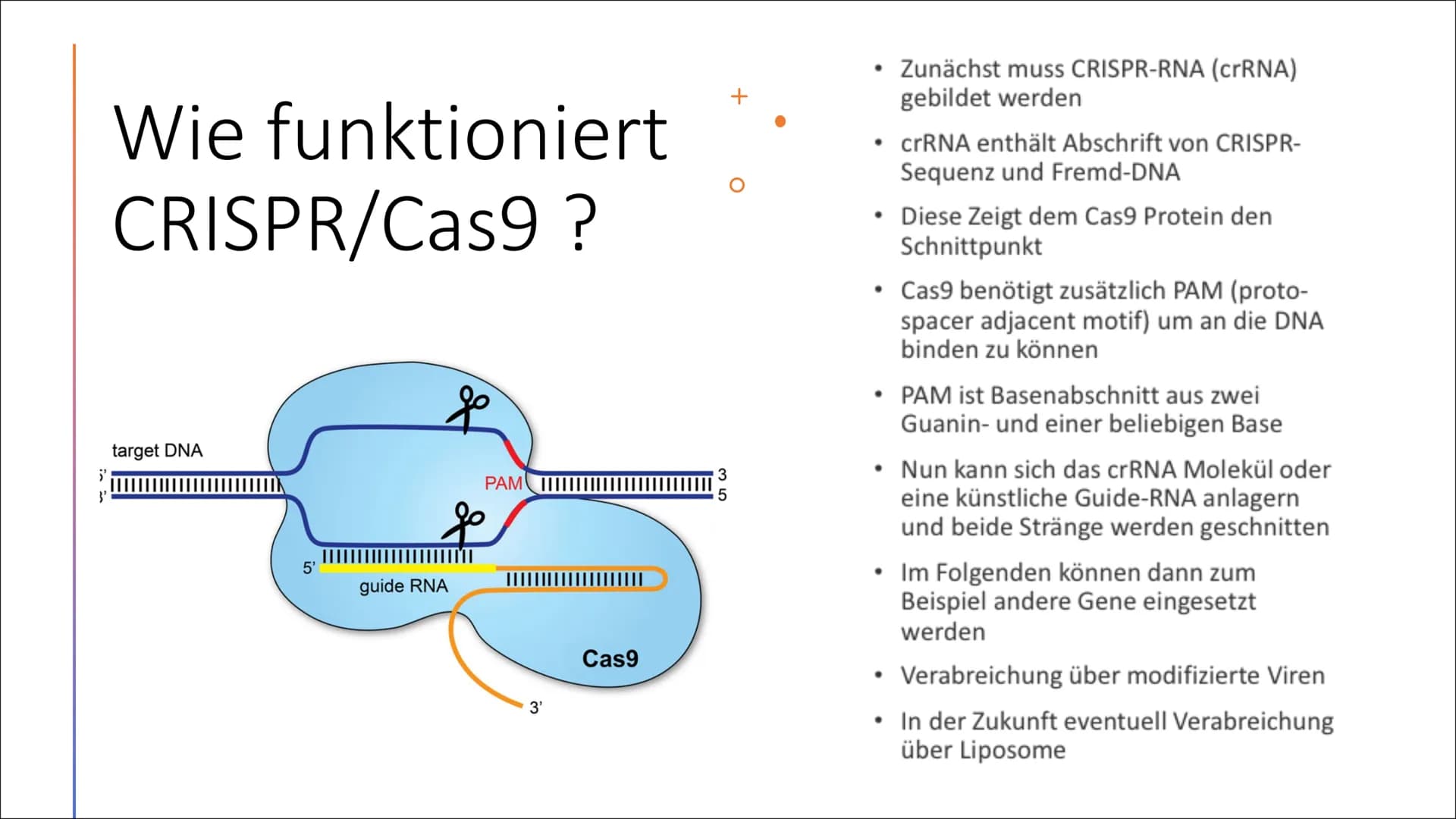 CRISPR/Cas9
K
X
||₁
D Was ist
CRISPR/Cas9?
CRSIPR/Cas9: Molekularbiologische
Methode zum Zerschneiden und
Verändern von Genen Entdeckung von