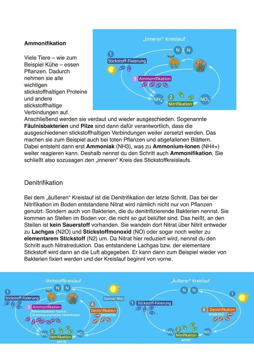Lernzettel Ökosystem
Die drei wesentlichen Eigenschaften eines Ökosystems:
1. Ökosystem sind offen
-> Ökosysteme gehen nahtlos in andere Öko