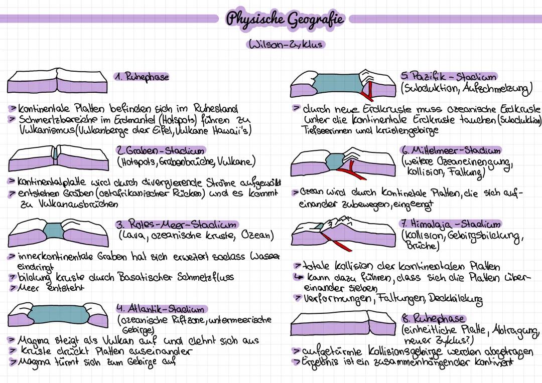 Was ist der Wilson-Zyklus? Phasen einfach erklärt