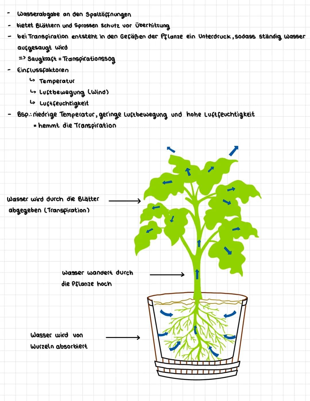Wasserabgabe an den Spaltöffnungen
bietet Blättern und Sprossen Schutz vor überhitzung
bei Transpiration entsteht in den Gefäßen der Pflanze