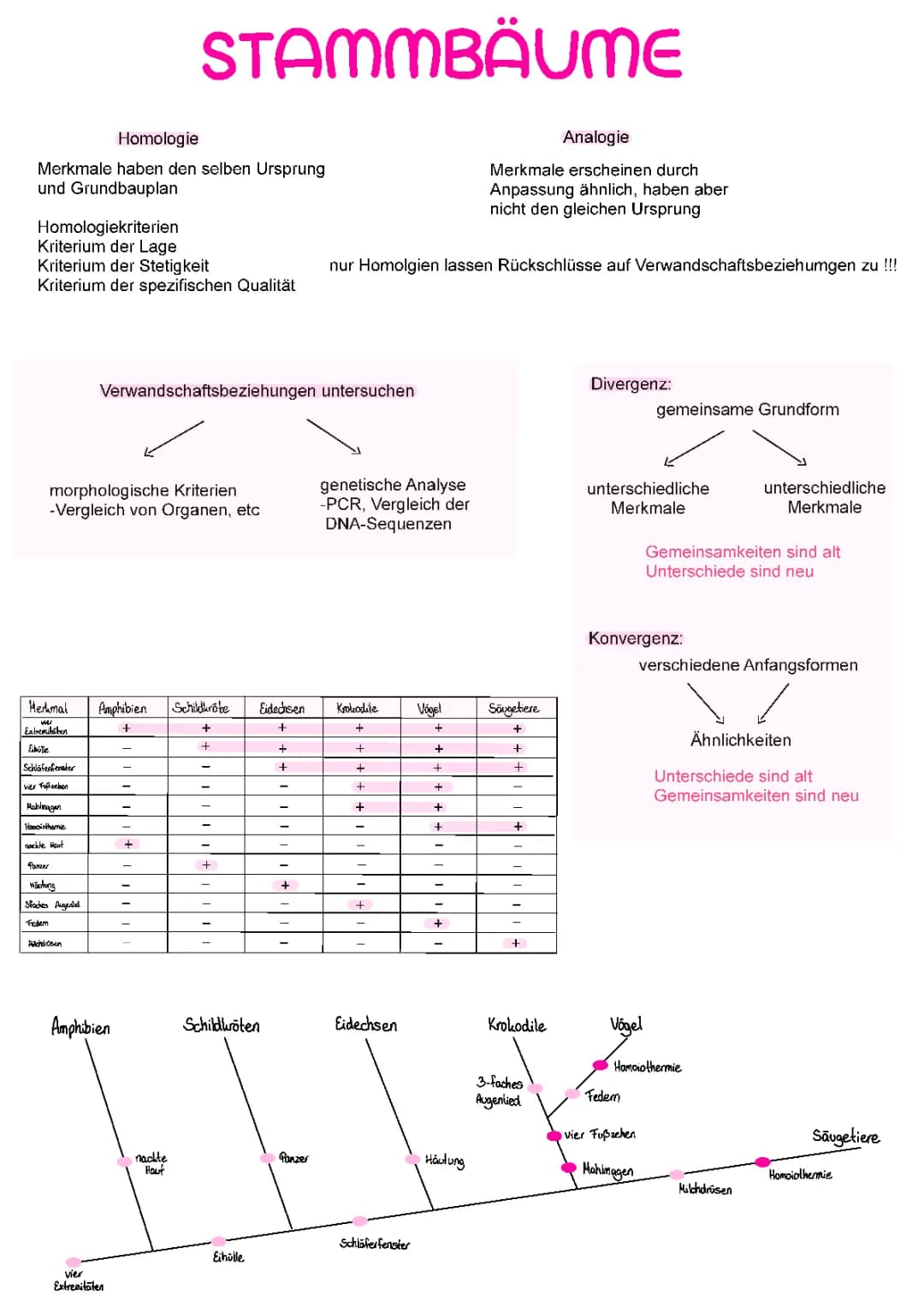 Stammbäume Evolution