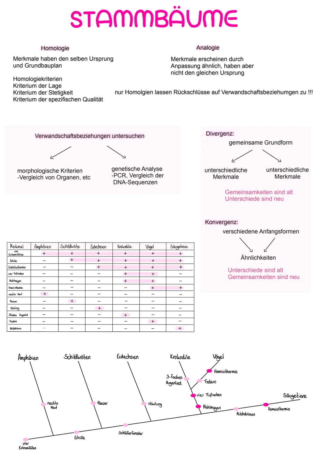 Homologie
Merkmale haben den selben Ursprung
und Grundbauplan
Homologiekriterien
Kriterium der Lage
Kriterium der Stetigkeit
Kriterium der s