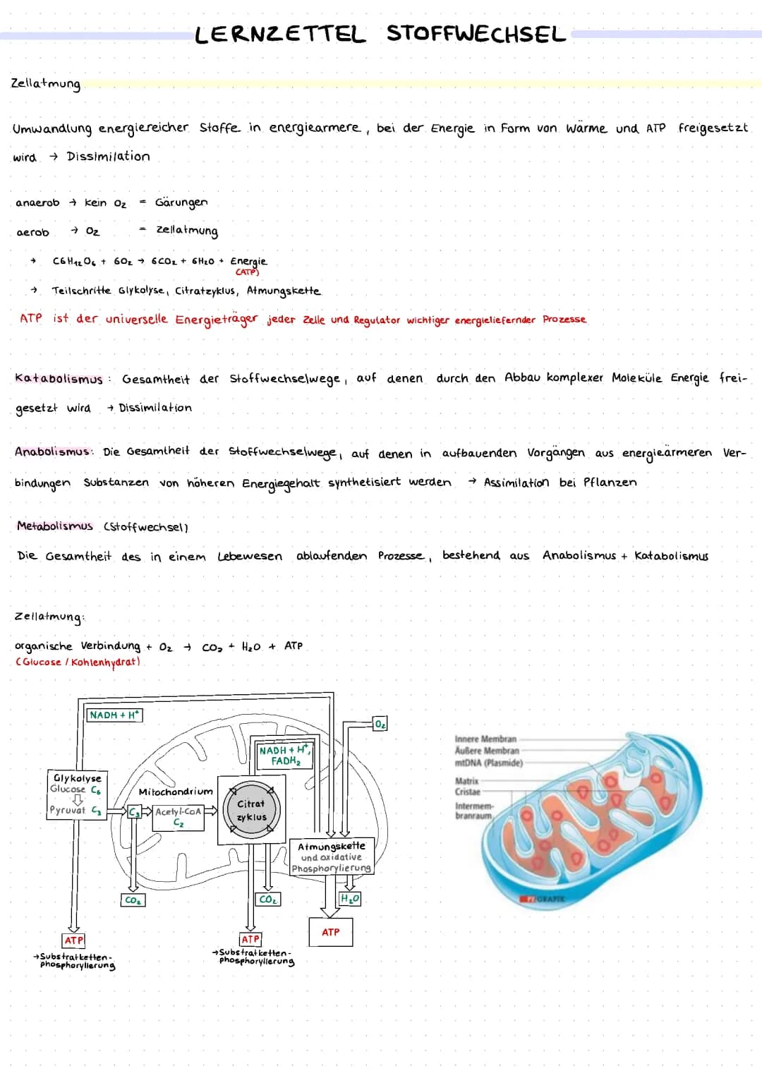 Stoffwechsel