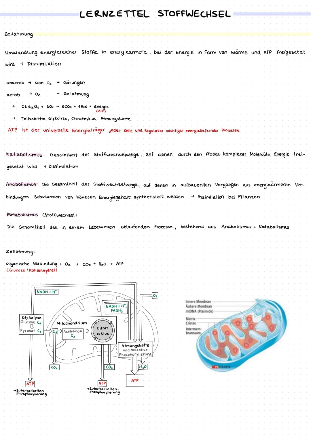 Zellatmung
Umwandlung energiereicher Stoffe in energiearmere, bei der Energie in Form von Wärme und ATP freigesetzt.
wird Dissimilation
anae
