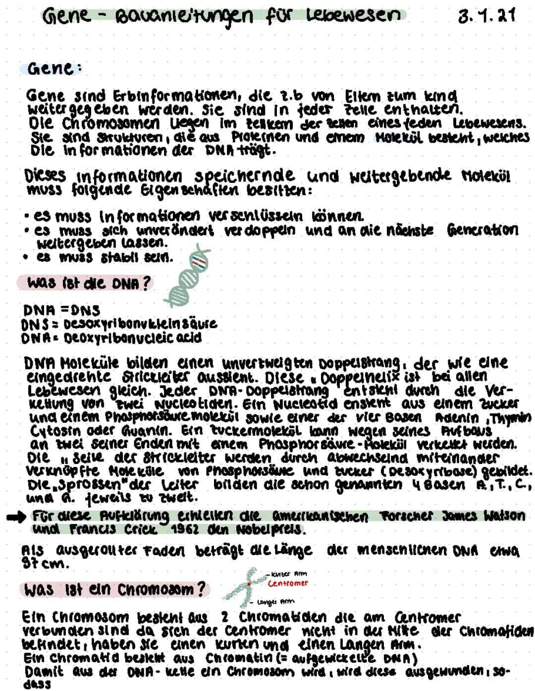 Übersicht Gene/DNA/Chromosomen 