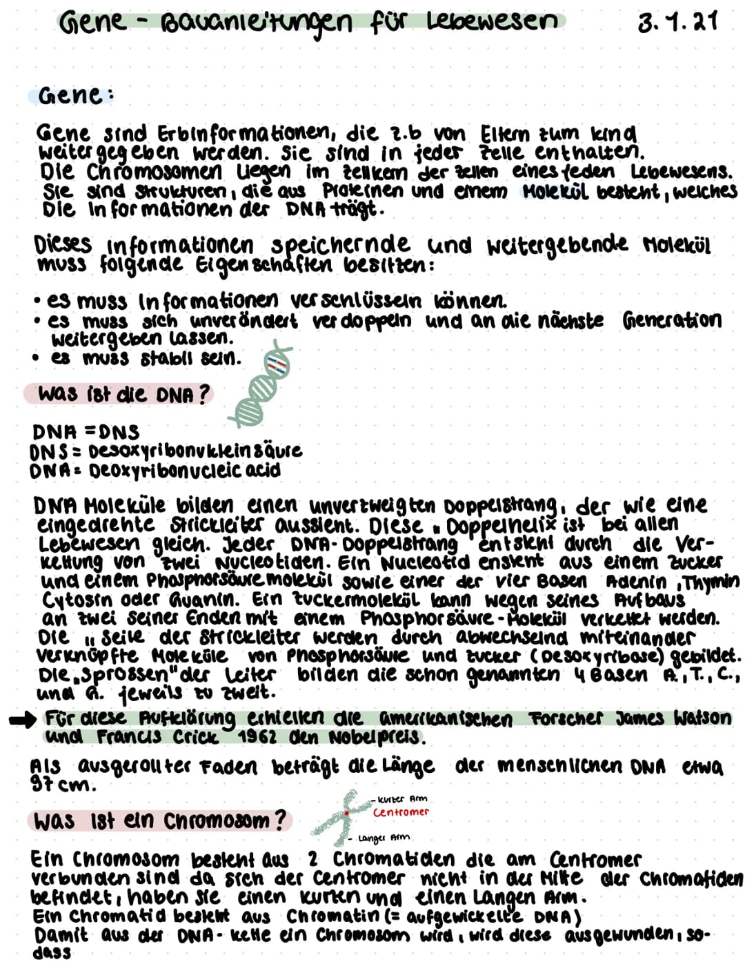 Gene - Bauanleitungen für Lebewesen
Gene:
Gene sind Erbinformationen, die 2.b von Eltern zum kind
weitergegeben werden. Sie sind in jeder Ze