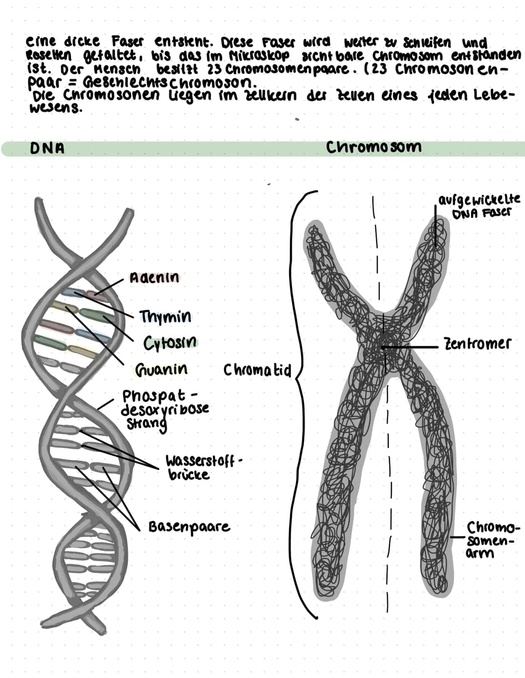 Gene - Bauanleitungen für Lebewesen
Gene:
Gene sind Erbinformationen, die 2.b von Eltern zum kind
weitergegeben werden. Sie sind in jeder Ze