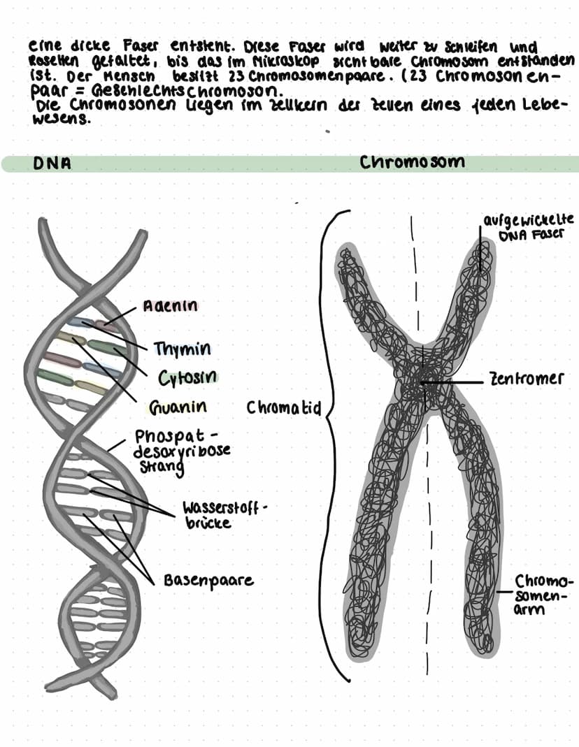 Gene - Bauanleitungen für Lebewesen
Gene:
Gene sind Erbinformationen, die 2.b von Eltern zum kind
weitergegeben werden. Sie sind in jeder Ze