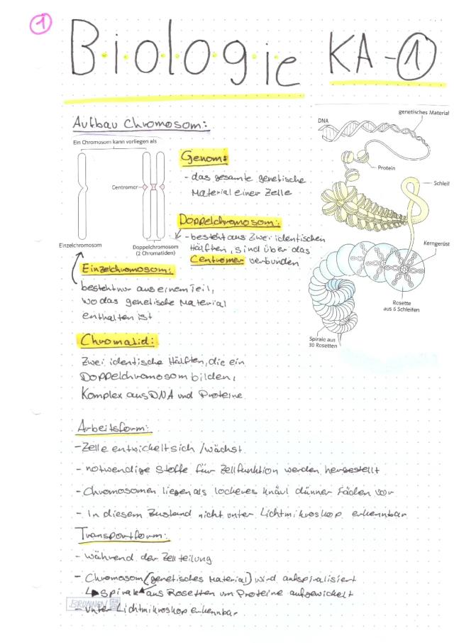Know Genetik Oberstufe Biologie thumbnail