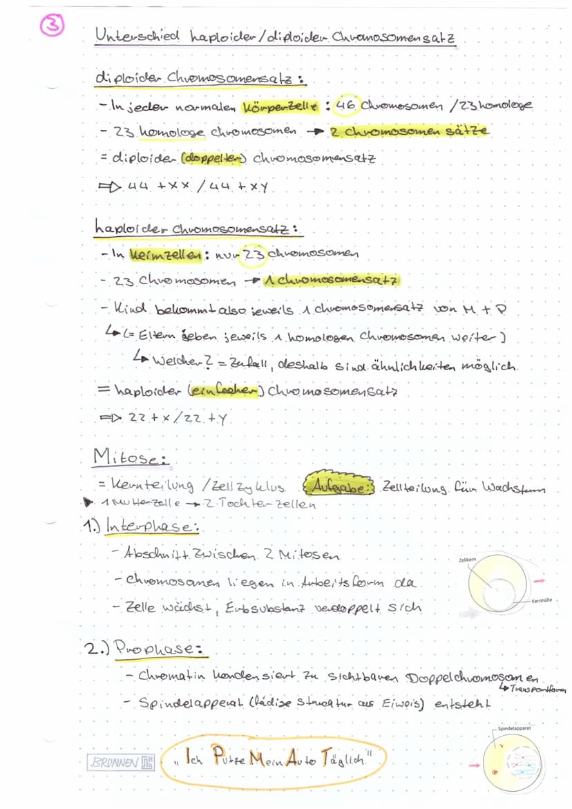 Biologie KA@
Aufbau Chromosom:
Ein Chromosom kann vorliegen als
Einzelchromosom
Centromer-) ( D
Genoma
- das gesamte genetische.
Material ei