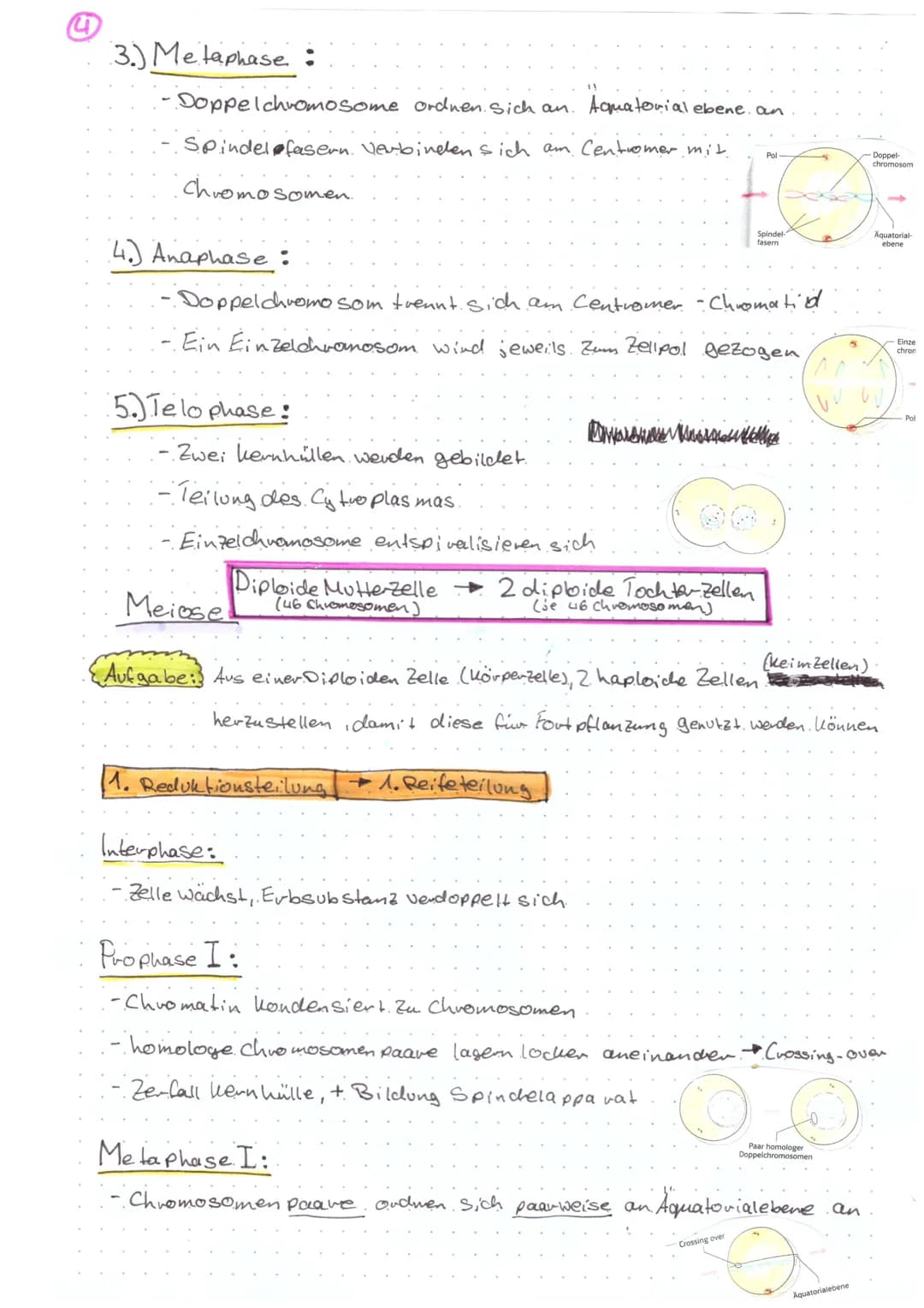 Biologie KA@
Aufbau Chromosom:
Ein Chromosom kann vorliegen als
Einzelchromosom
Centromer-) ( D
Genoma
- das gesamte genetische.
Material ei