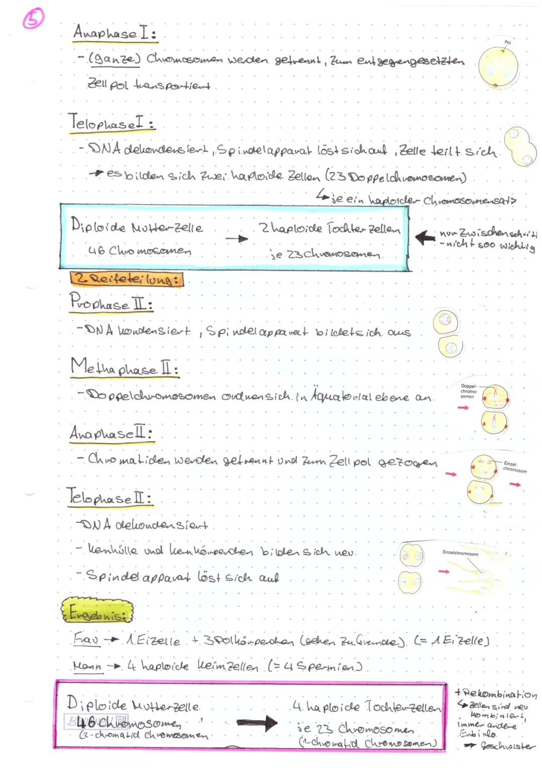 Biologie KA@
Aufbau Chromosom:
Ein Chromosom kann vorliegen als
Einzelchromosom
Centromer-) ( D
Genoma
- das gesamte genetische.
Material ei