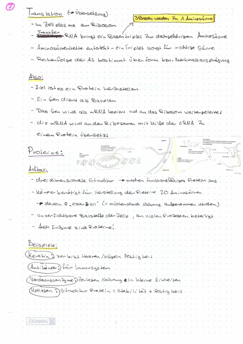 Biologie KA@
Aufbau Chromosom:
Ein Chromosom kann vorliegen als
Einzelchromosom
Centromer-) ( D
Genoma
- das gesamte genetische.
Material ei
