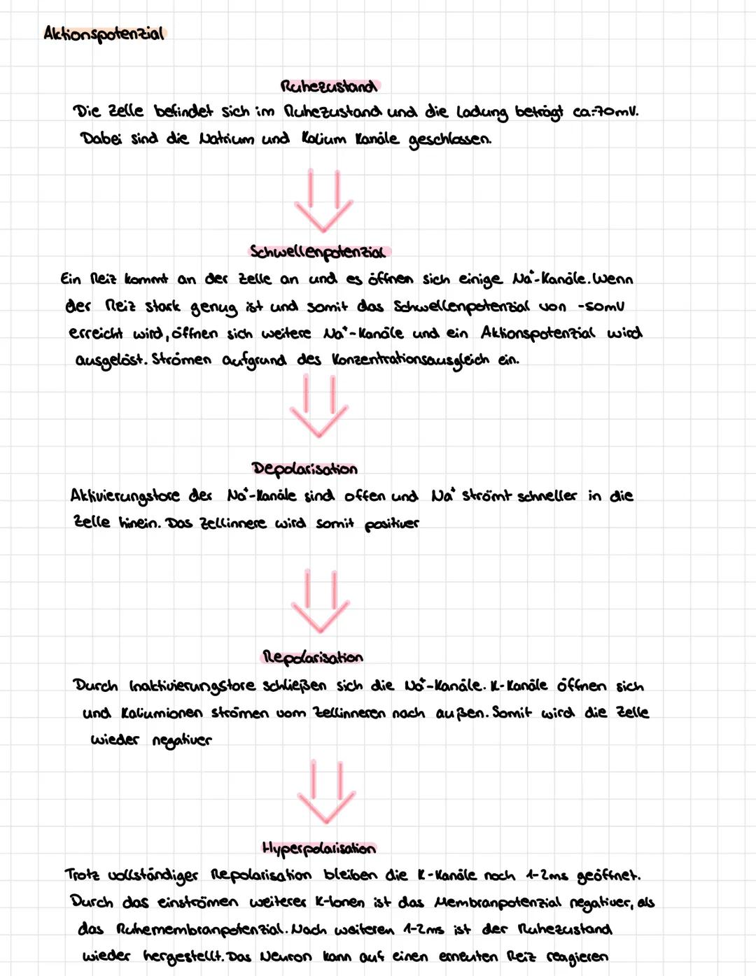 25.08.2022

1 Ruhezustand-Natrium- und Kaliumkanale sind geschlossen.

2. Schwelle
→ Reiz öffnet einige No-Kanäle, bis der Na-Einstrom das
S