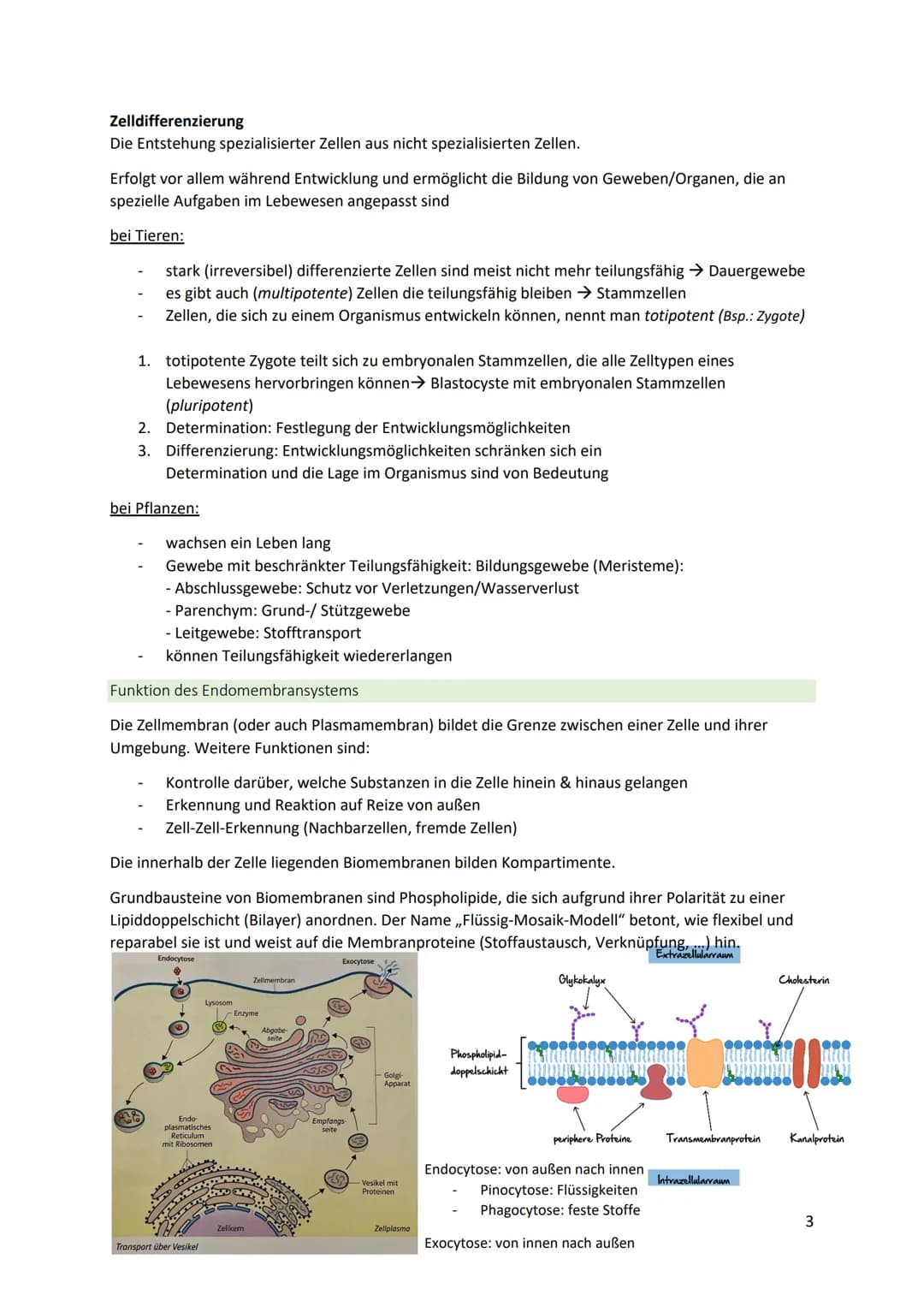Biologie
Alle Organismen bestehen aus Zellen (Grundbaustein): kleinste vermehrungsfähige Einheit
Merkmale des Lebendigen
Wachstum
Stoffwechs