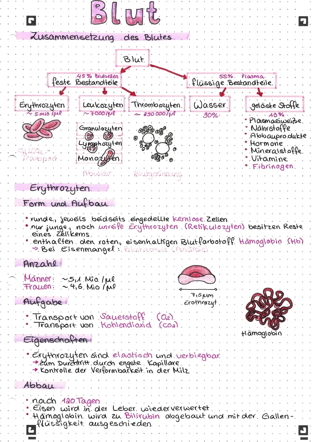 Blut
Zusammensetzung des Blutes.
45% Blutzellen
feste Bestandteile
Erythrozyten
~ 5.mio ljub
Transport
Granulozyten
Lymphozyten
Monozyten
Ab