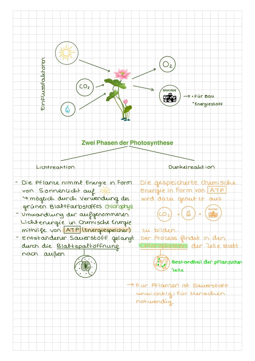 # Fotosynthese

Einführung:

Welche Rolle spielt Luft für eine Pflanze?

Lebewesen nehmen H20 auf und geben CO2 as

Experiment von Presley:
