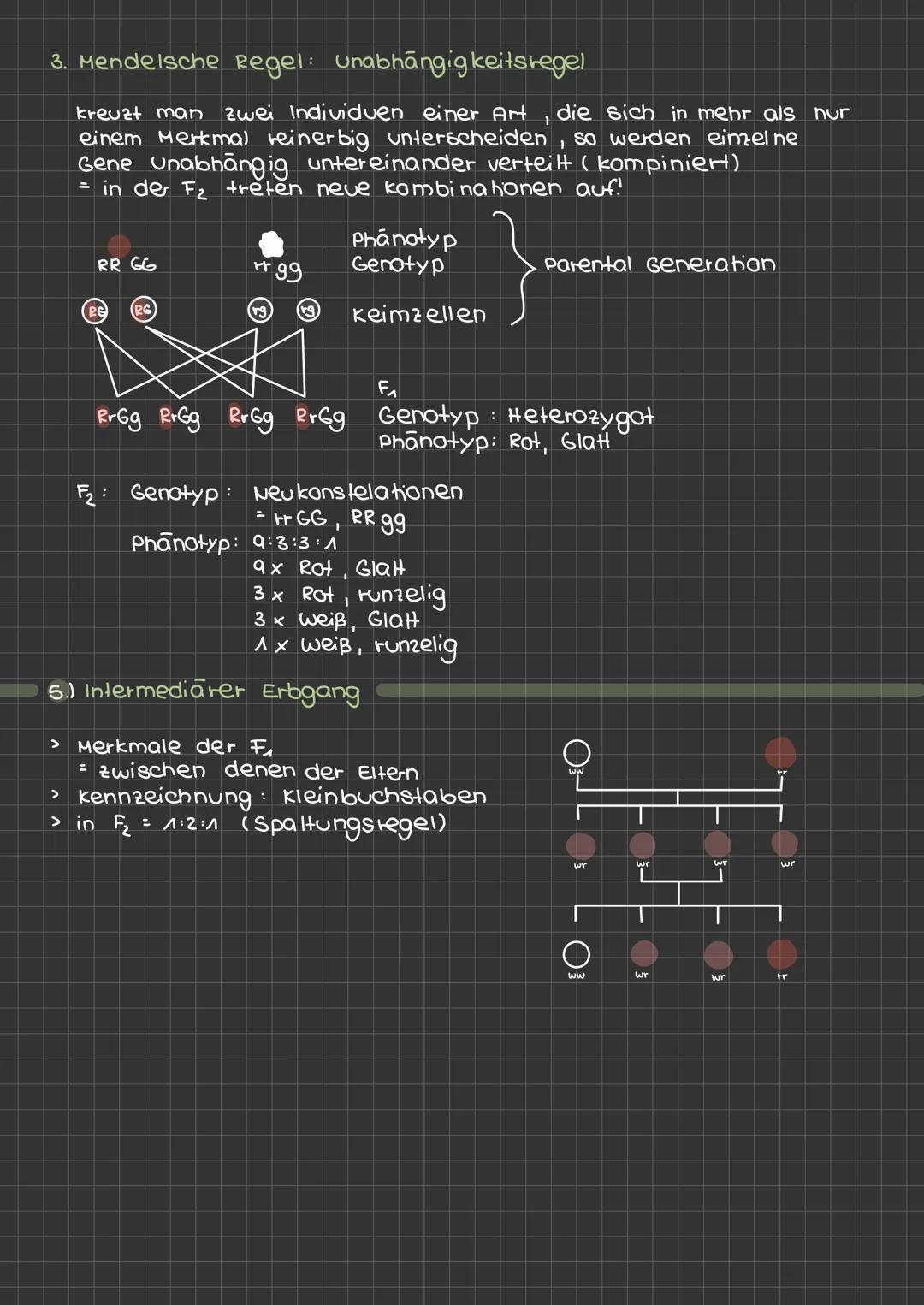 ^
2
Phase. Interphase:
2 Phase Prophase:
3
Inter phase
4
3 Phase -
Prophase
Ky
metaphase
Anaphase
6
4 Phase - Anaphase :
Telephase
> Erbinfo