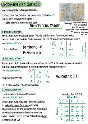 Know Mendelsche Regeln thumbnail