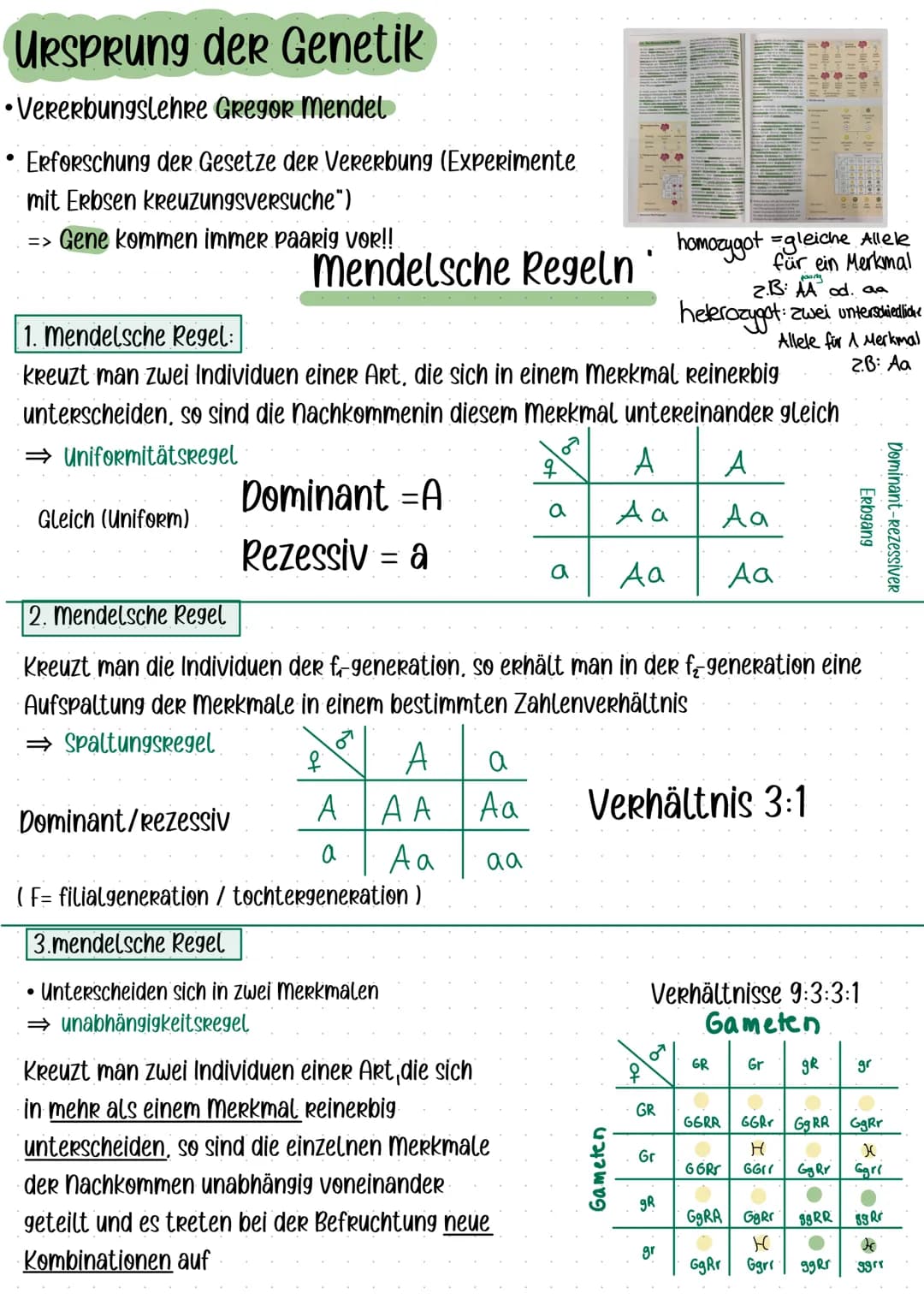 URSPRung der Genetik
Vererbungslehre Gregor Mendel
●
Erforschung der Gesetze der Vererbung (Experimente
mit Erbsen Kreuzungsversuche")
=> Ge