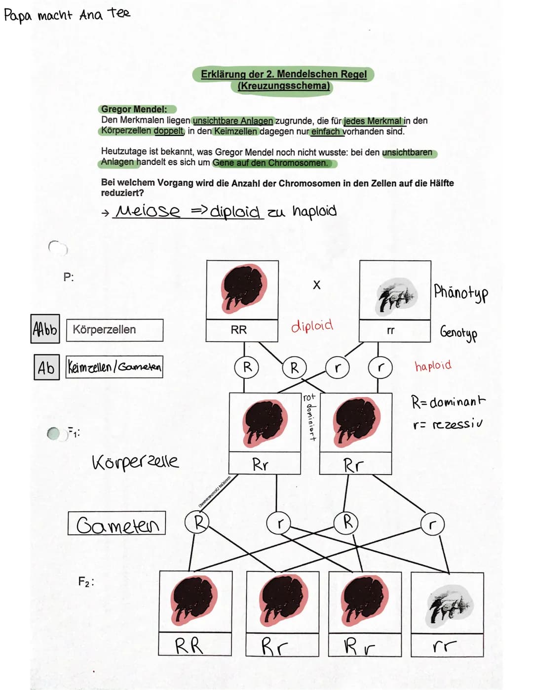 URSPRung der Genetik
Vererbungslehre Gregor Mendel
●
Erforschung der Gesetze der Vererbung (Experimente
mit Erbsen Kreuzungsversuche")
=> Ge
