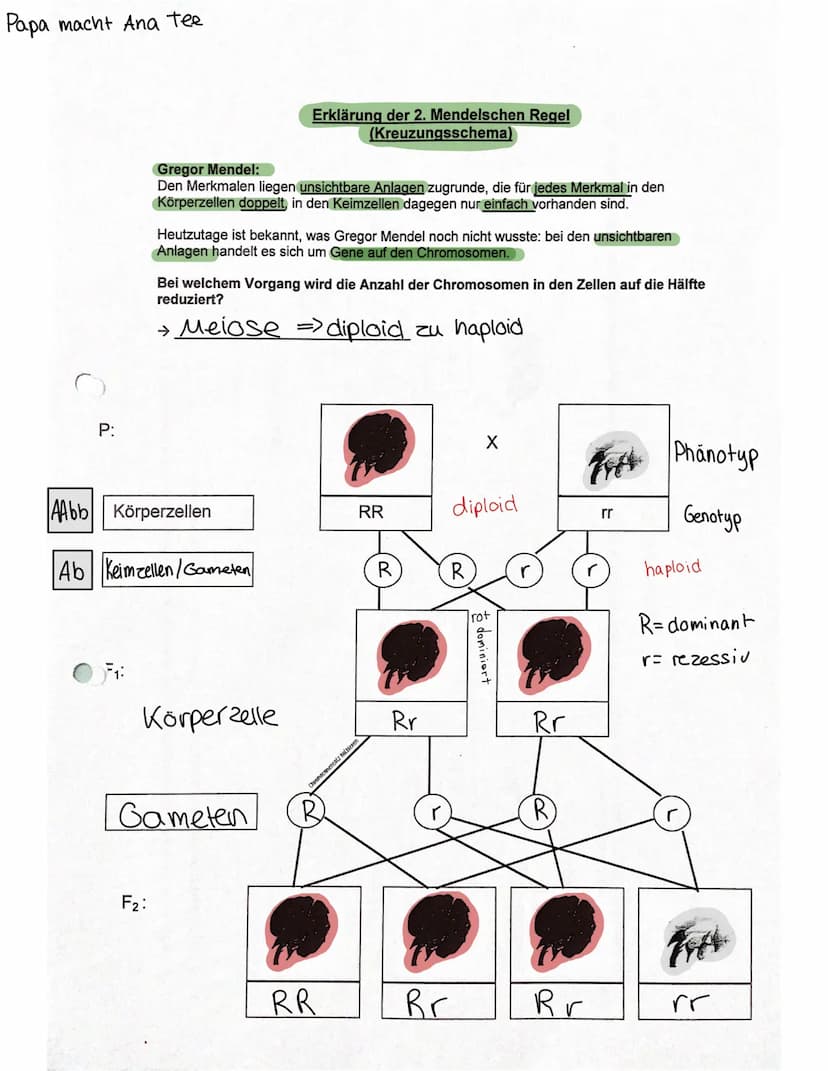 URSPRung der Genetik
Vererbungslehre Gregor Mendel
●
Erforschung der Gesetze der Vererbung (Experimente
mit Erbsen Kreuzungsversuche")
=> Ge