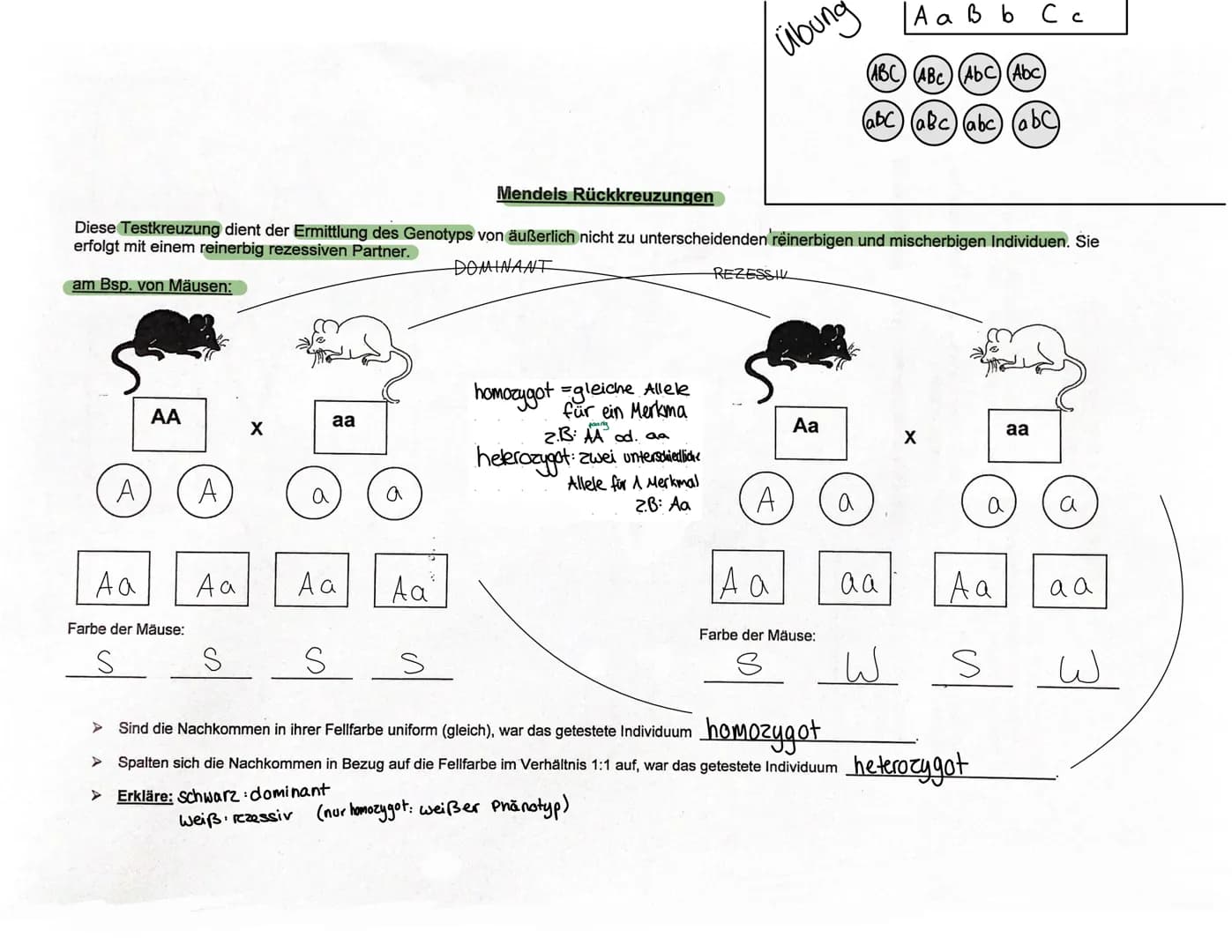 URSPRung der Genetik
Vererbungslehre Gregor Mendel
●
Erforschung der Gesetze der Vererbung (Experimente
mit Erbsen Kreuzungsversuche")
=> Ge