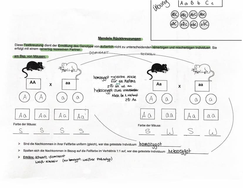URSPRung der Genetik
Vererbungslehre Gregor Mendel
●
Erforschung der Gesetze der Vererbung (Experimente
mit Erbsen Kreuzungsversuche")
=> Ge