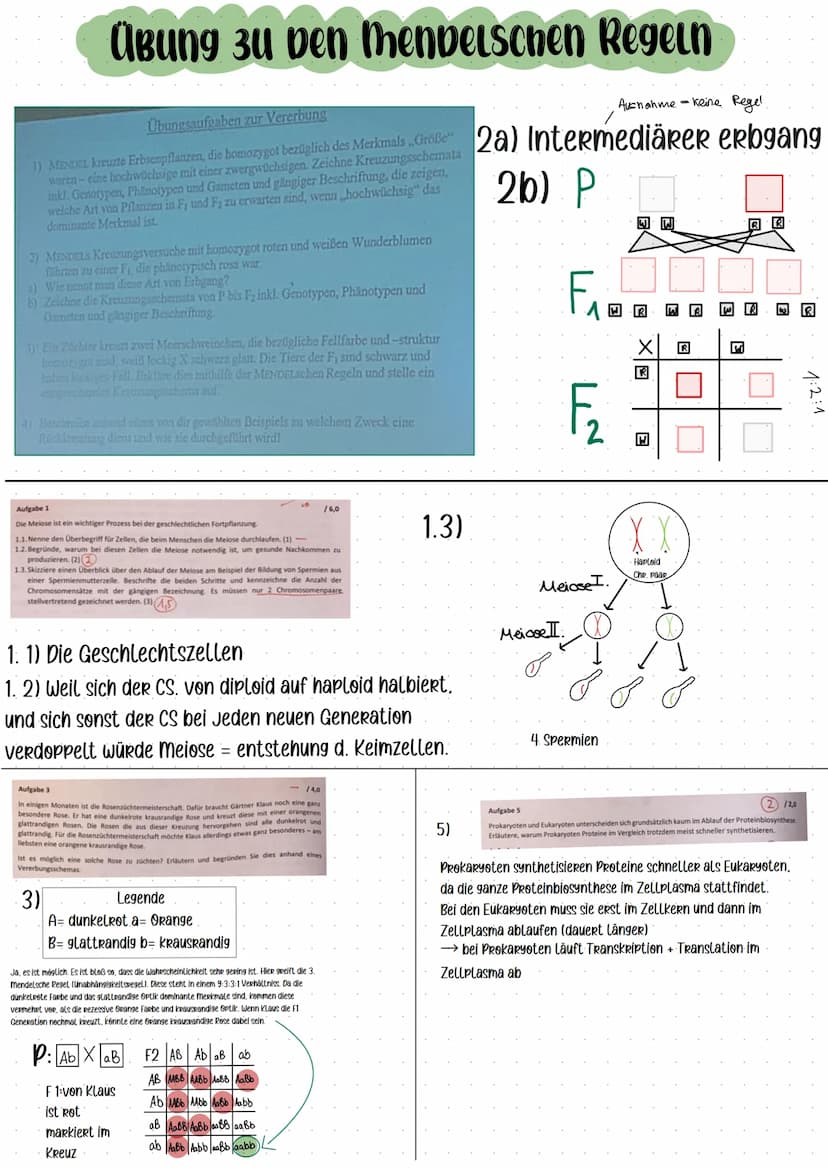 URSPRung der Genetik
Vererbungslehre Gregor Mendel
●
Erforschung der Gesetze der Vererbung (Experimente
mit Erbsen Kreuzungsversuche")
=> Ge