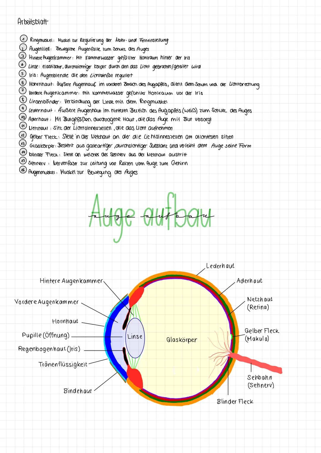 Arbeitsblatt
(1) Ringmuskel: Muskel zur Regulierung der Nahr- und Ferneinstellung
22 Augenlied: Beweglicne Augenfalle zum Schutz des Auges
3