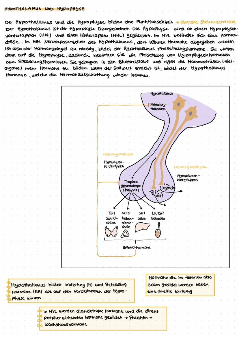 Das
Hormonsystem fro
به نصاب د سات در
Das Hormonsystem, welches auch als endotrines Systelu bezeichnet wird, ist ein organsystem
zur Steueru