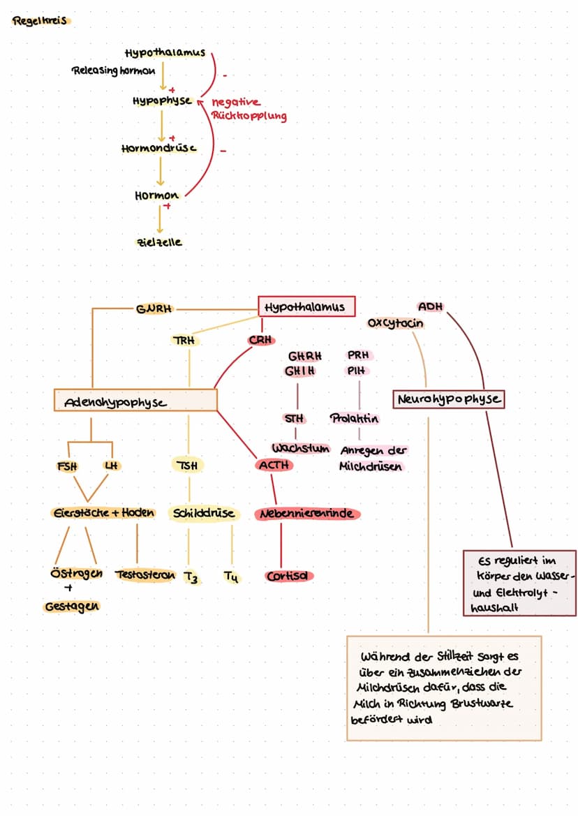 Das
Hormonsystem fro
به نصاب د سات در
Das Hormonsystem, welches auch als endotrines Systelu bezeichnet wird, ist ein organsystem
zur Steueru