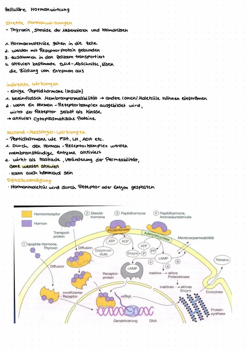Das
Hormonsystem fro
به نصاب د سات در
Das Hormonsystem, welches auch als endotrines Systelu bezeichnet wird, ist ein organsystem
zur Steueru