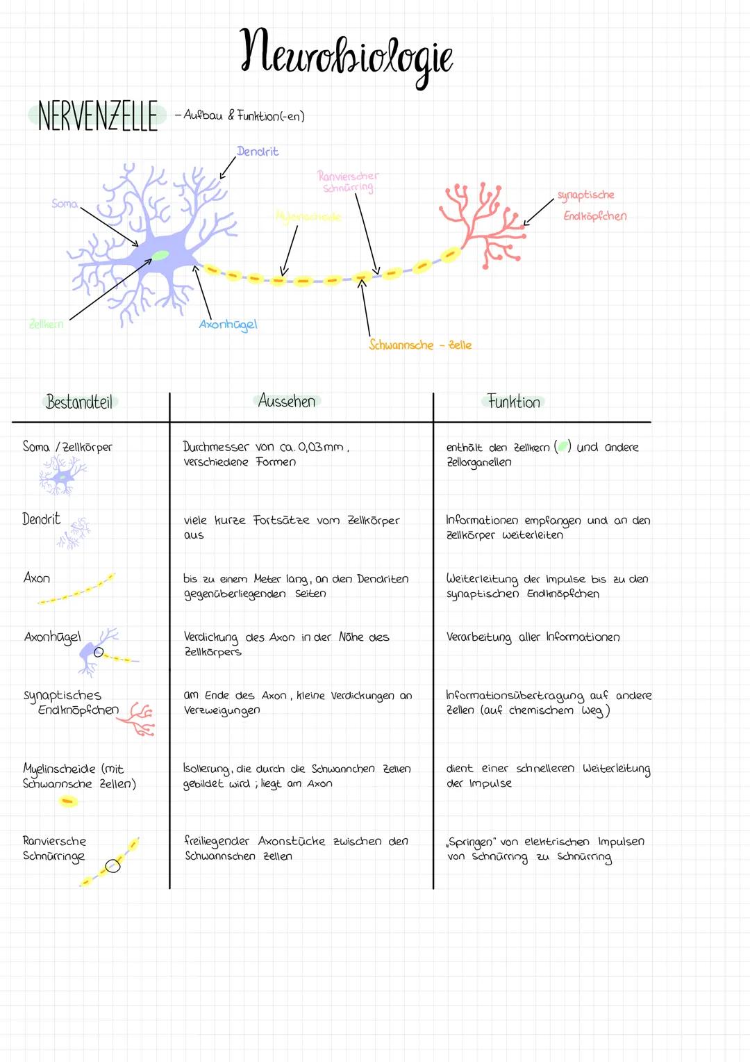 # Neurobiologie

NERVENZELLE -Aubou & Funktion(en)

Soma
Dendrit
Ranvierscher
Schniceing
synaptische
Endköpfchen
Axonhügel
Schwannsche Zelle