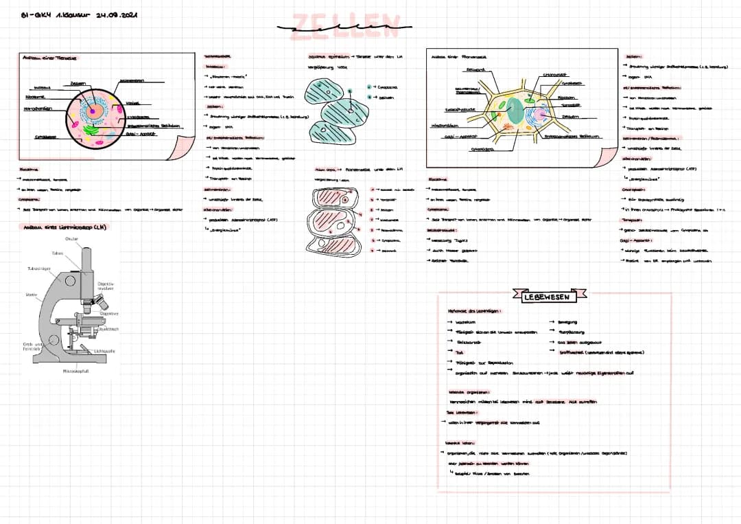 Zellbiologie 