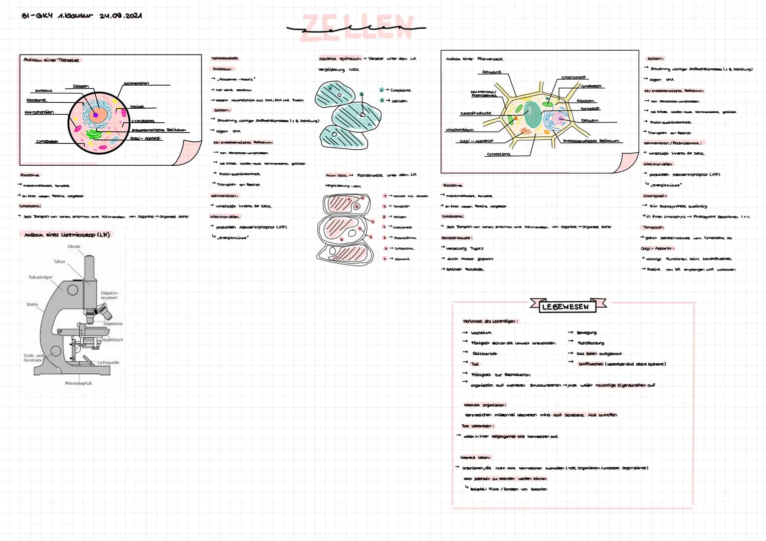 BI-GK4 1.Klausur 24.09.2021
Aufbau einer Tierselle
Nucleatus
Ribosome
Mitrochandien
cytoskelett
Bibosome
Cytoplasma
→ make madaware Komprese