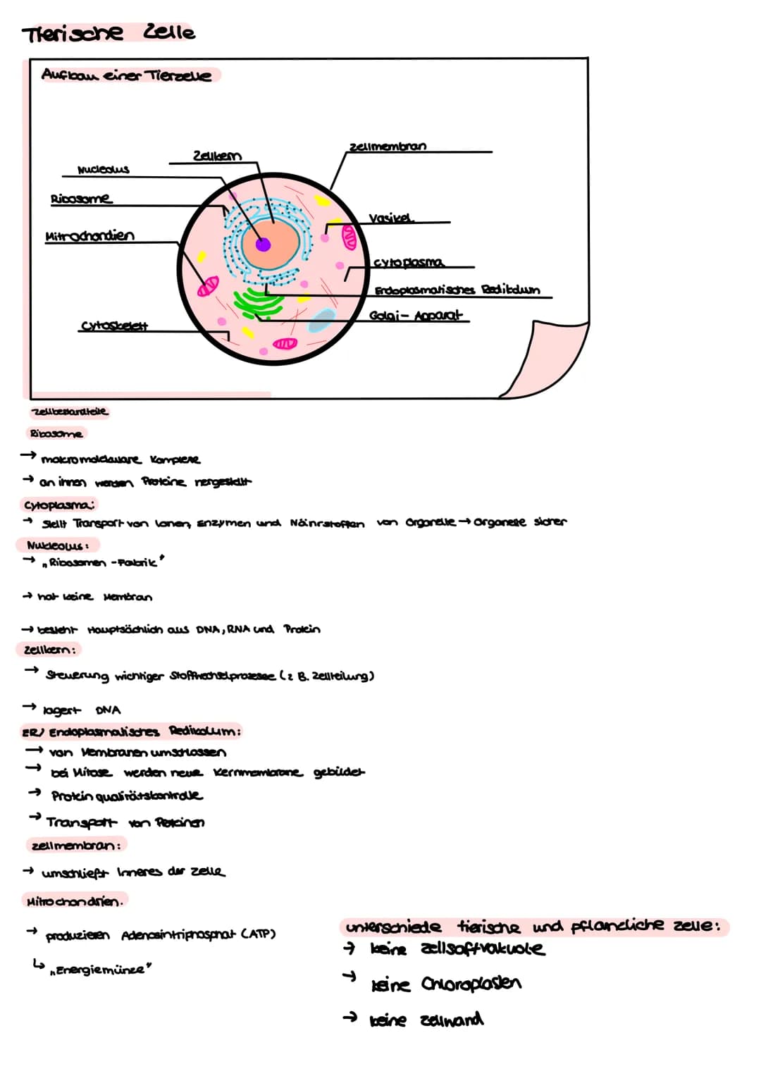BI-GK4 1.Klausur 24.09.2021
Aufbau einer Tierselle
Nucleatus
Ribosome
Mitrochandien
cytoskelett
Bibosome
Cytoplasma
→ make madaware Komprese