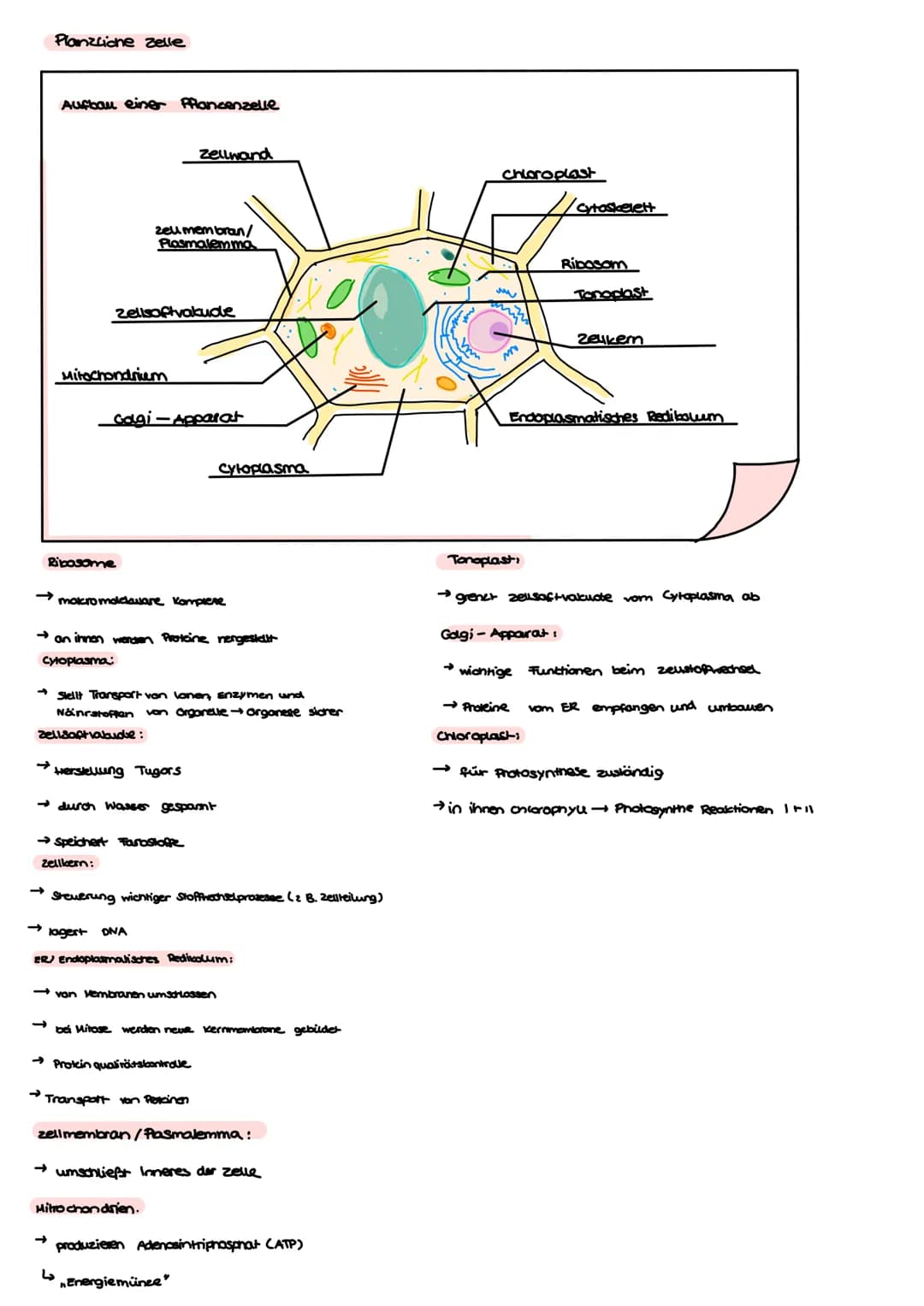 BI-GK4 1.Klausur 24.09.2021
Aufbau einer Tierselle
Nucleatus
Ribosome
Mitrochandien
cytoskelett
Bibosome
Cytoplasma
→ make madaware Komprese