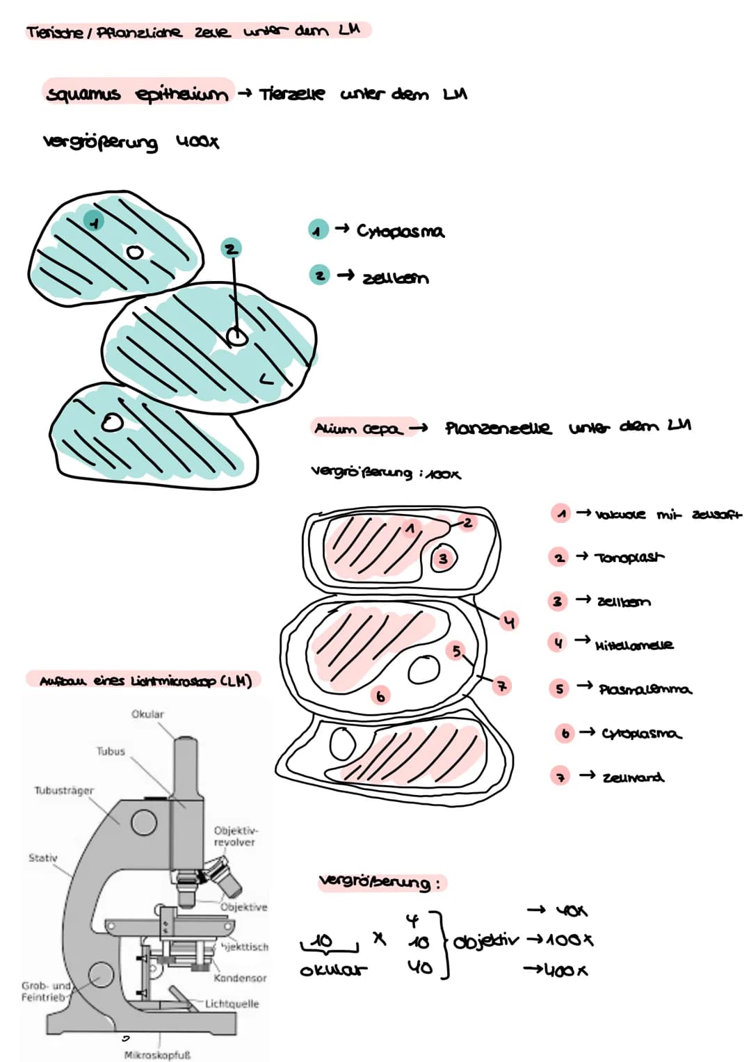 BI-GK4 1.Klausur 24.09.2021
Aufbau einer Tierselle
Nucleatus
Ribosome
Mitrochandien
cytoskelett
Bibosome
Cytoplasma
→ make madaware Komprese