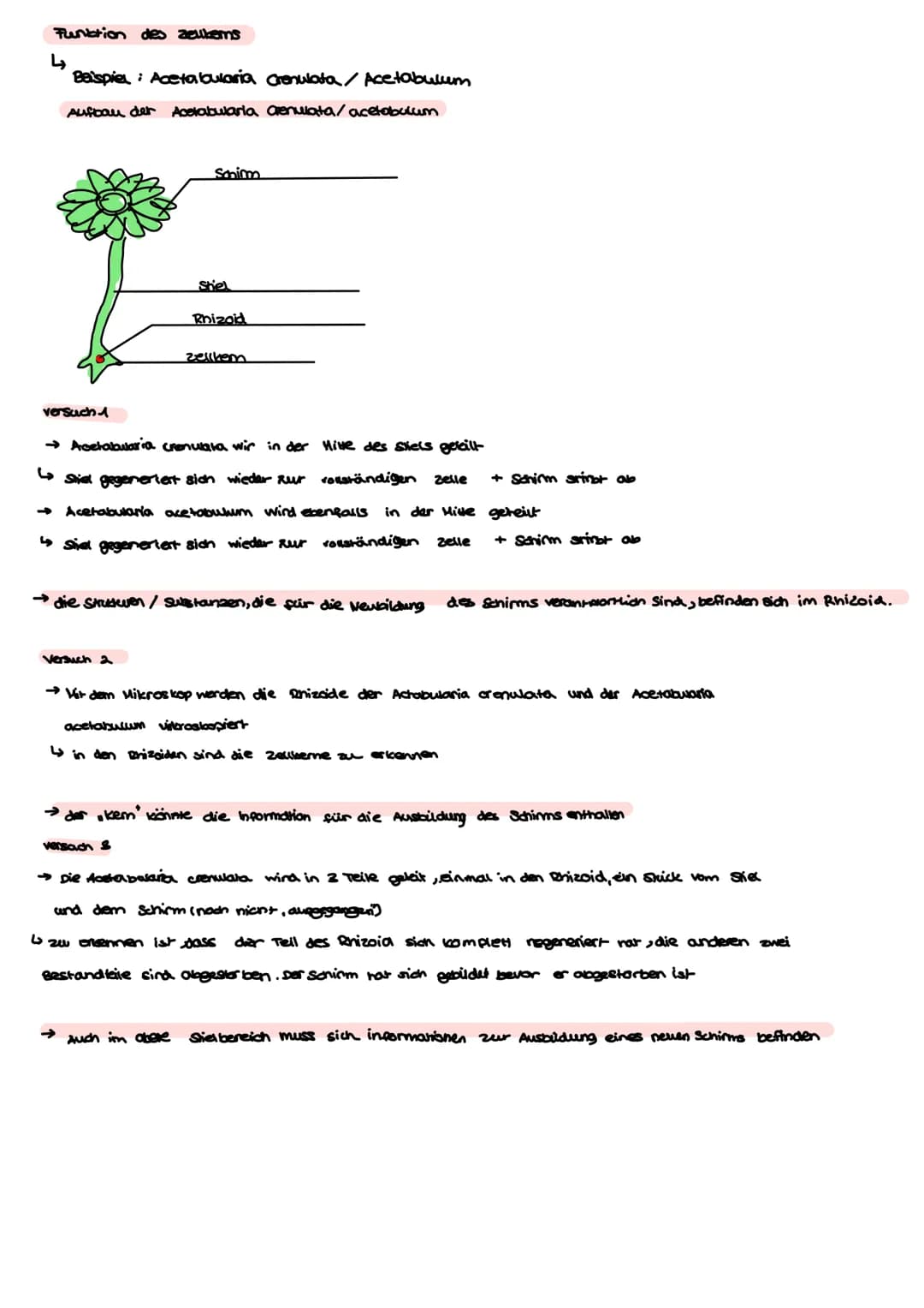 BI-GK4 1.Klausur 24.09.2021
Aufbau einer Tierselle
Nucleatus
Ribosome
Mitrochandien
cytoskelett
Bibosome
Cytoplasma
→ make madaware Komprese