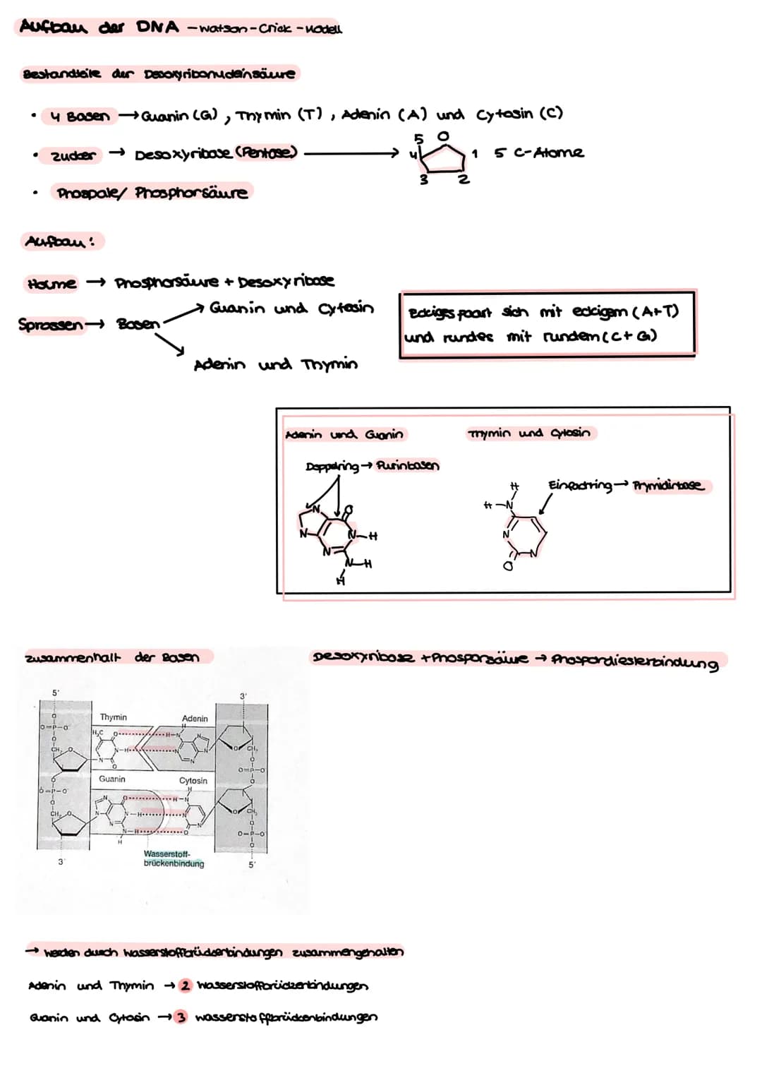 BI-GK4 1.Klausur 24.09.2021
Aufbau einer Tierselle
Nucleatus
Ribosome
Mitrochandien
cytoskelett
Bibosome
Cytoplasma
→ make madaware Komprese