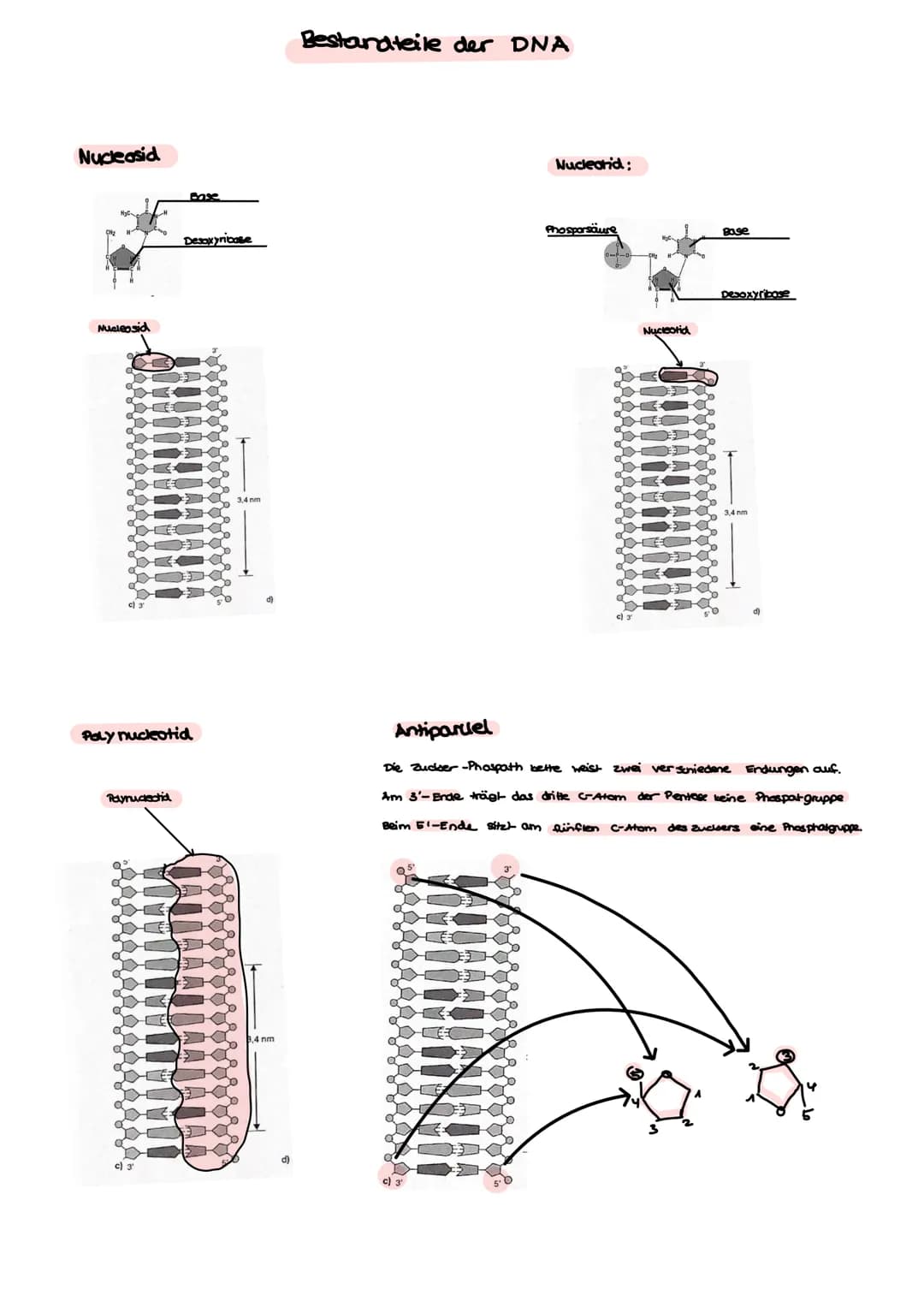 BI-GK4 1.Klausur 24.09.2021
Aufbau einer Tierselle
Nucleatus
Ribosome
Mitrochandien
cytoskelett
Bibosome
Cytoplasma
→ make madaware Komprese