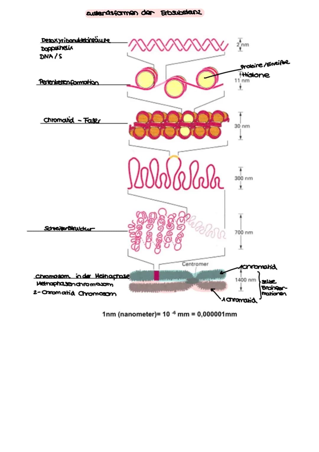 BI-GK4 1.Klausur 24.09.2021
Aufbau einer Tierselle
Nucleatus
Ribosome
Mitrochandien
cytoskelett
Bibosome
Cytoplasma
→ make madaware Komprese