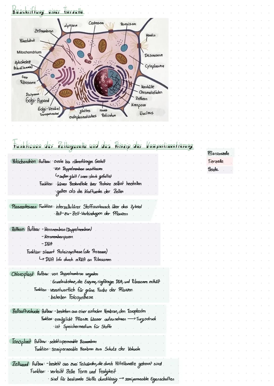 dernzettel Biologie
Die 5 Kennzeichen des Lebens.
Ein Organismus gilt als Lebewesen, wenn er ALLE. Kennzeichen des Lebendigen erfüllt:
- Wac