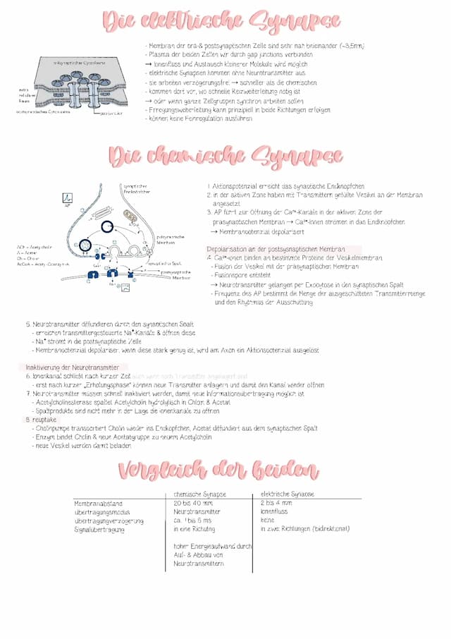 Know Synapsen (chemische & elektrische) thumbnail
