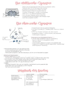 Know Synapsen (chemische & elektrische) thumbnail