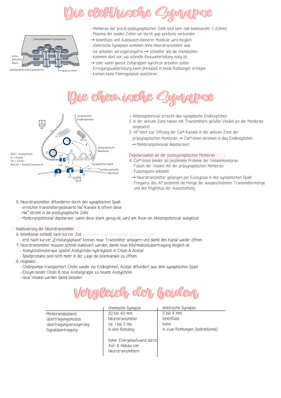 präsynaptisches Cytoplasma
MAMAMA
att
extra-
zellulärer
Raum
postsynaptisches Cytoplasma
b
Die elektrische Synapse
- Membran der prä-& posts