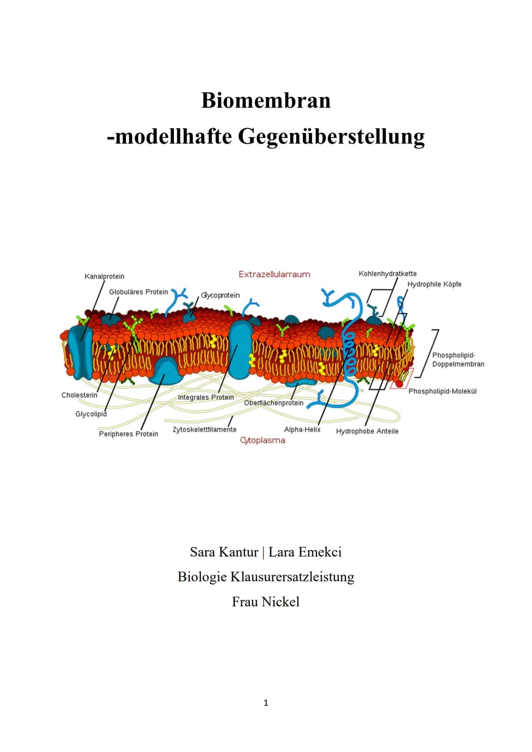 Kanalprotein
Cholesterin
-modellhafte Gegenüberstellung
Glycolipid
Globuläres Protein
Biomembran
00000000
Peripheres Protein
Glycoprotein
Ex