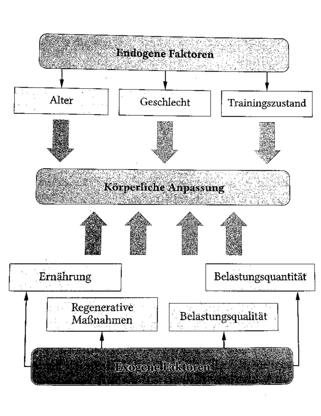 Alter
Ernährung
Endogene Faktoren
Geschlecht
Körperliche Anpassung
Regenerative
Maßnahmen
Trainingszustand
Exogene Faktoren.
Belastungsquant